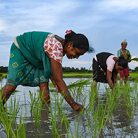 Farmer Producer Organizations (FPOs)
