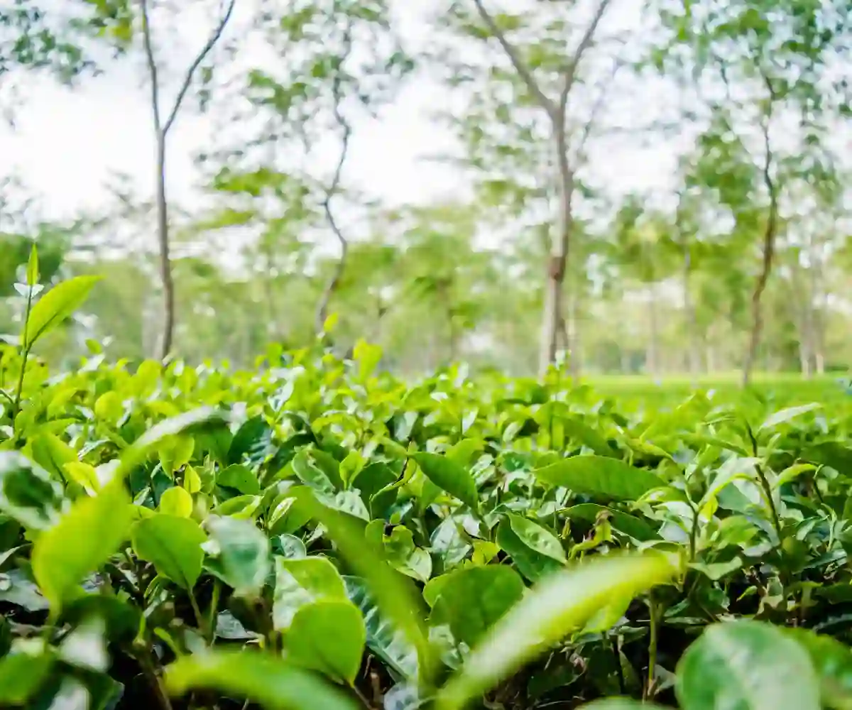 অপ্ৰতিম প্ৰাকৃতিক সম্পদ