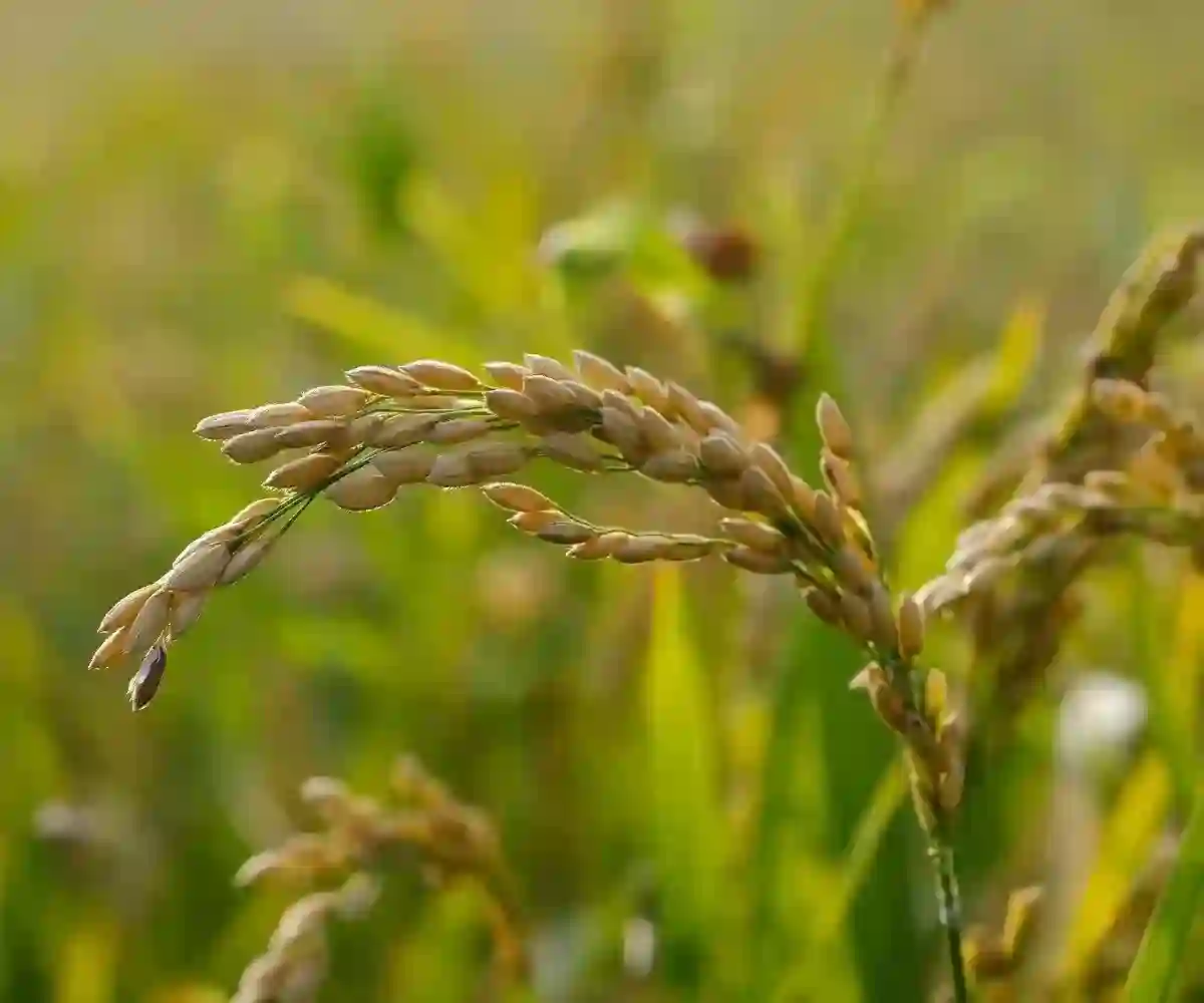 কৃষি-ভিত্তিক উদ্যোগ