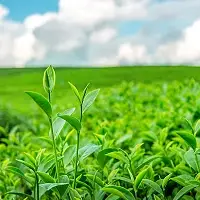 চাহ উদ্যোগ